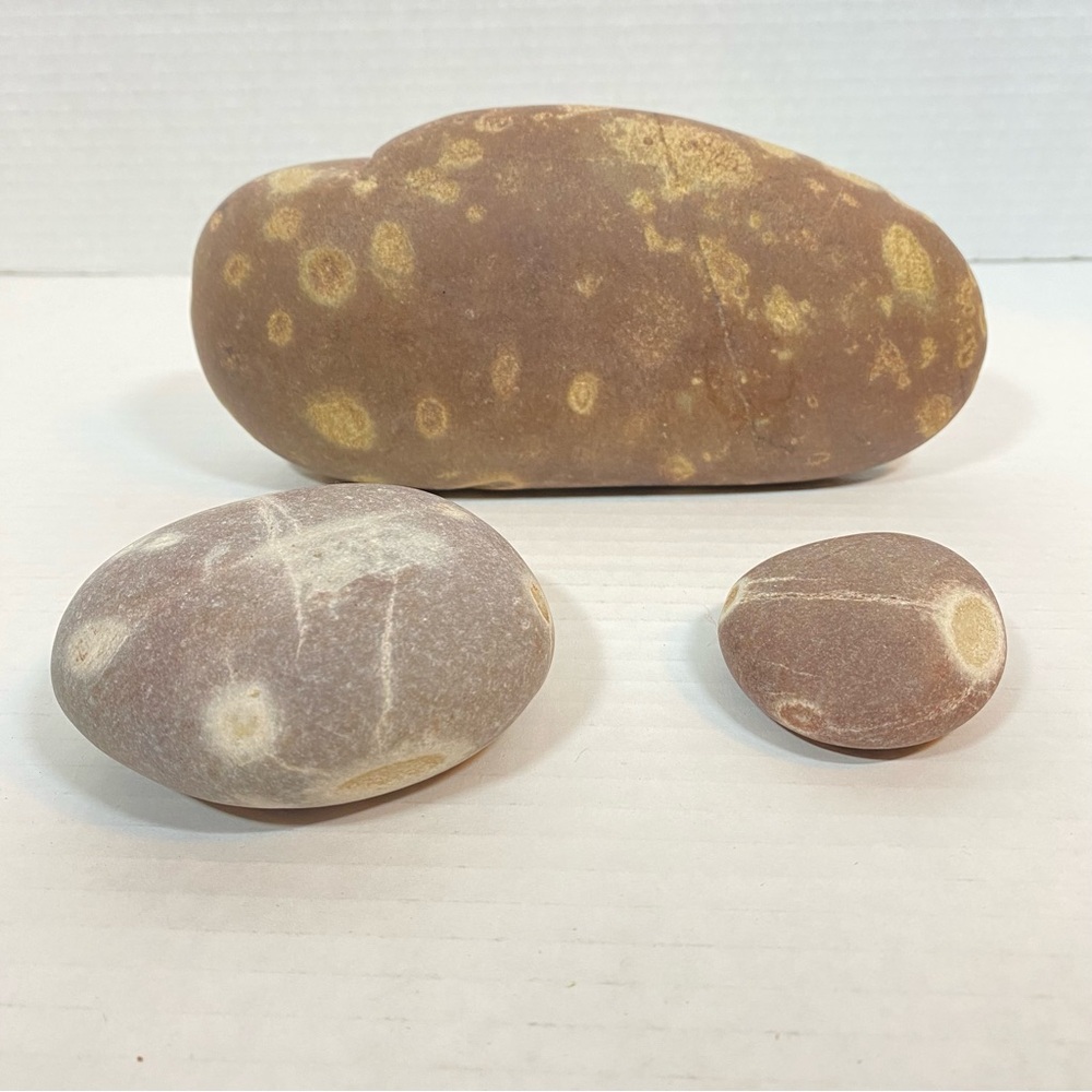 Rocks from the Bay of Fundy Lot of 3 Display Photo Props Nature Decor